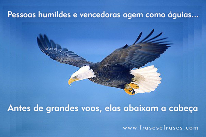 Pessoas humildes e vencedoras agem como águias. Antes de grandes vôos, elas abaixam a cabeça.
